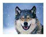 I'm a private Person. My fav Animal is wolfs. I Love Sci-Fi and Action movies. I like country and western music.