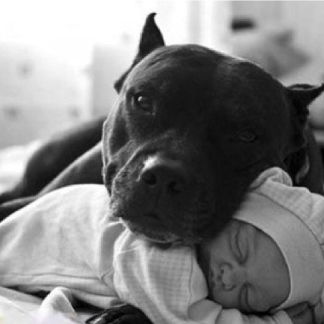 Promoting awareness and advocating for the pitbull. Extreme pitbull advocate. Adopt one until there none.