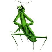 organic pest control products