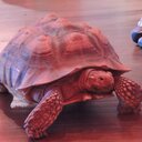 Kelly Stan - @queensupreem - Twitter