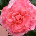 Beverly Weber - @bevweber59 - Twitter