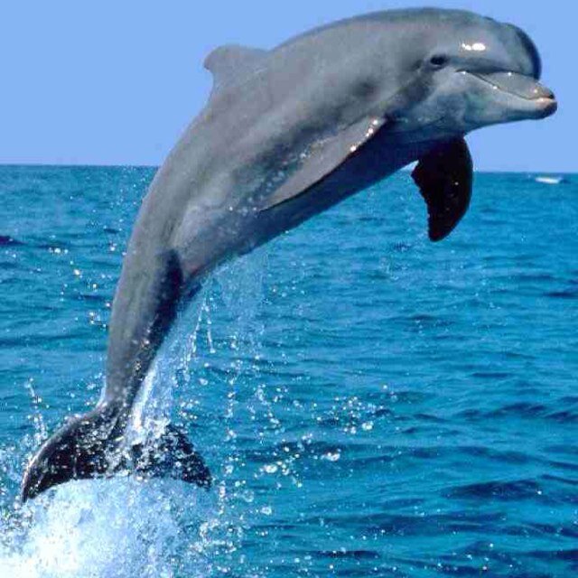 dolphinsNWPMS's profile picture. Northwoods Park Daily News Updates #dolphinpride