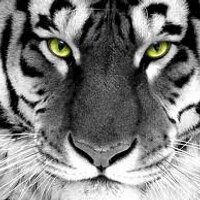 Stacy Morrison (@mrsmorrisonbhs) 's Twitter Profile Photo Stacy Morrison (@mrsmorrisonbhs) 's Twitter Profile Photo