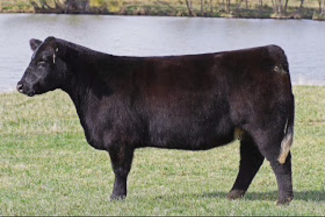 BHE. From iowa