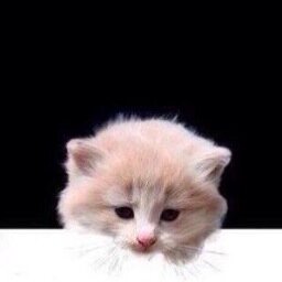 meowkulp's profile picture. 