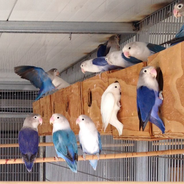 Aviario de Agapornis y Ninfas en Cartagena, con gran diversidad de mutaciones y especies. Desarrollo de aves de calidad en un ambiente sano e higienico.