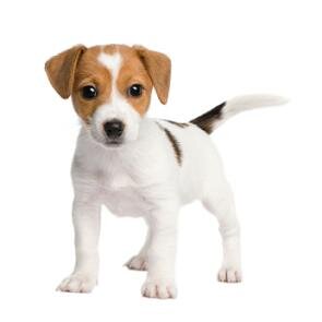 JACK RUSSELL LOVERS FOLLOW ME