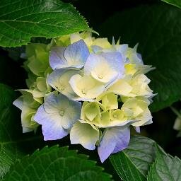 gallowgirl's profile picture. 