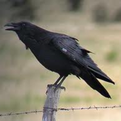 Moses the Raven (@OG_MOSES) / Twitter Moses the Raven (@OG_MOSES) / Twitter