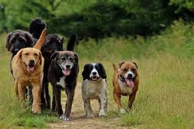 Adventure Dog Daycare is a pet services that offers pack hikes and expanding into full service dog daycare!