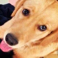 The Puppy (@therealpathutch) 's Twitter Profile