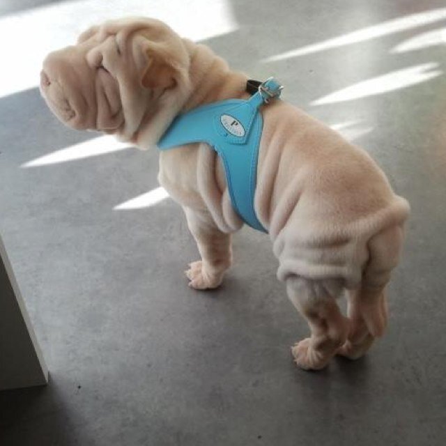 Italian harness, collars and leads for true pet lovers.