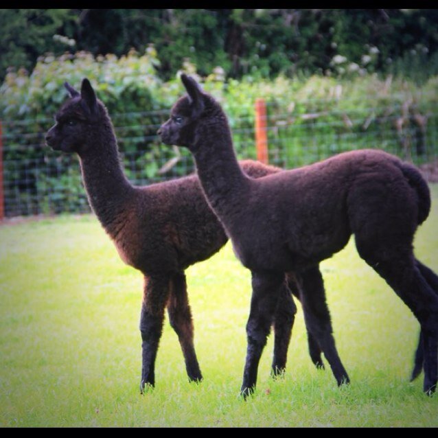 We have the incredible privilege of farming Alpacas here on Hushabye Farm, join us on our fabulous adventure.