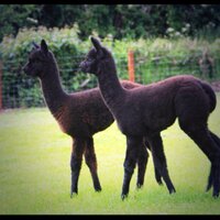 HushabyeFarm Alpacas(@Hushabye_Farm) 's Twitter Profileg