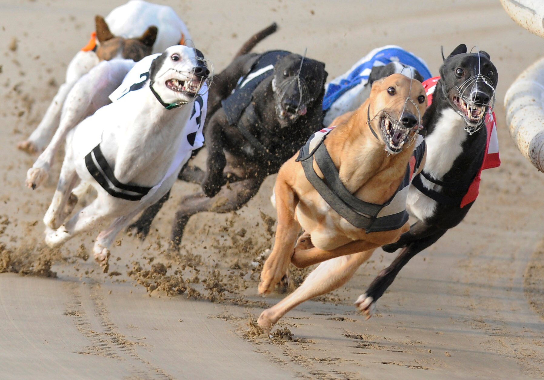 Klockwork Greyhounds, based in Devon.
