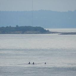 Healthcare Advocate, Pac NW/BC travel, SF retail sleuth and more coffee please. Profile pic: Orcas off Victoria, B.C