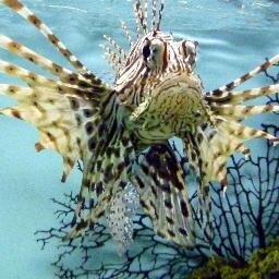 dgny02_twitt's profile picture. 