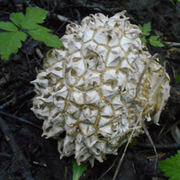 Reverend_Dude (@1reverenddude) 's Twitter Profile Photo