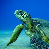 Sea Turtle's Wisdom (@danceseaturtle) 's Twitter Profile