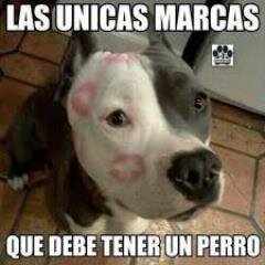 Yo amo a los animales