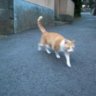 行動生態学 原著第4版　デイビス　クレブス　ウェスト デイビス・クレブス・ウェスト 行動生態学 原著第4版 | N.B.