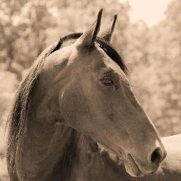 With toxic horsemeat being slipped into the food supply, any politician supporting horse slaughter must be corrupt, ignorant, stupid - or all of the above.