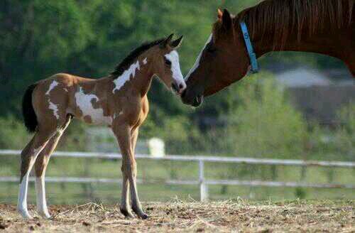 15.Amo los caballos3 Son mi mundo mi vida, los toros coleados mi pasión 'La letra que manda en mi corazón es la R'*---*