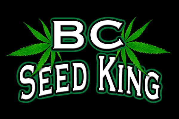 BCSeedking offers high quality marijuana seeds.