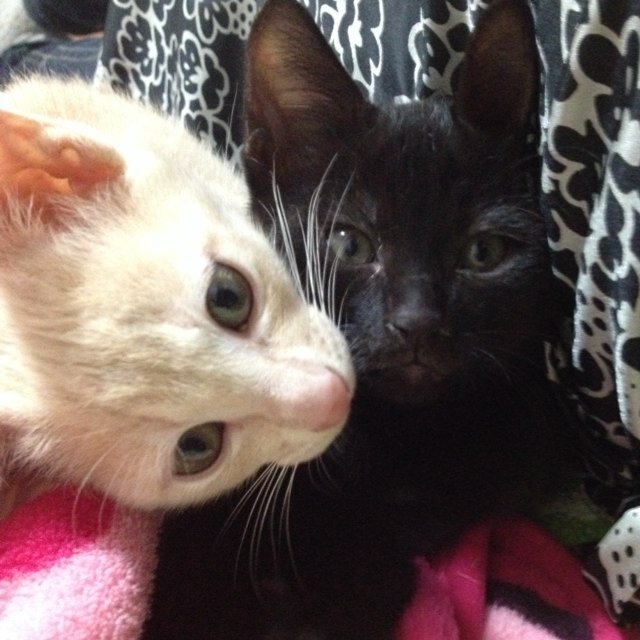 承太郎(黒猫)と典明(猫)さんのプロフィール画像