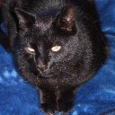 lisa limon - @ChloeLimon - Twitter