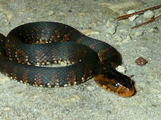 Discount snakes by the pound live or frozen.