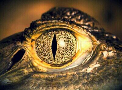 Home of the GATORS