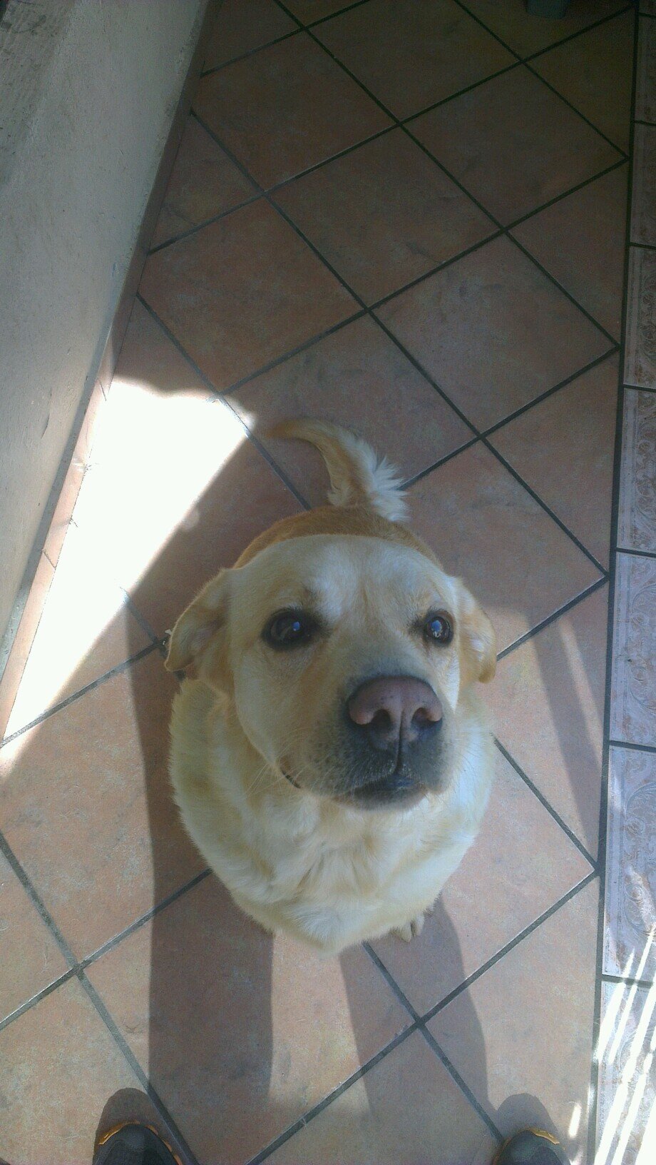 El mejor alimento, al mejor precio, para el mejor amigo del hombre hasta tu puerta