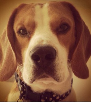 My name is Dash Bentley Oxford Holden, I am a gorgeous 4 year old Beagle 'puppy'
