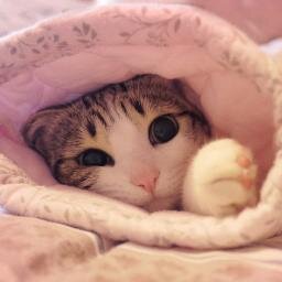 Love cats！Love manga&anime！Love Locker Master！
