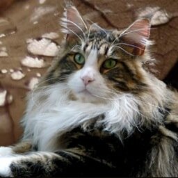 Mainecoon.nl, voor al uw informatie over de Maine Coon.