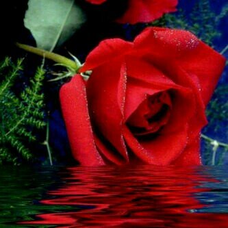 xsa442xa's profile picture. ربي يسر امري وحقق اماني ورزقني بي الي في قلبي