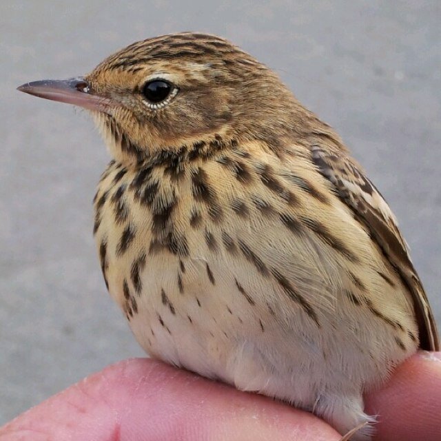 Hantsbirding's profile picture. General stuff about birds, birding and wildlife around the county of Hampshire, Southern England