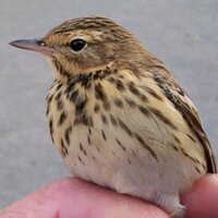 Hants birder (@hantsbirding) 's Twitter Profile