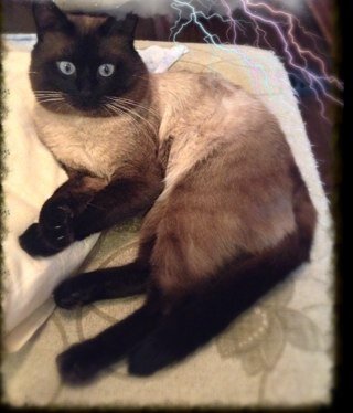 maltulen's profile picture. 