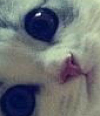 my idol has a cute cat