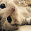 (*′∀`*) (@1014kojilove) Twitter