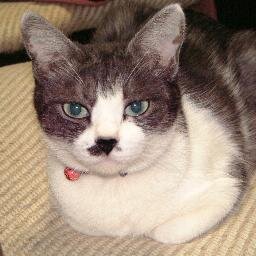宜しくにゃんと。