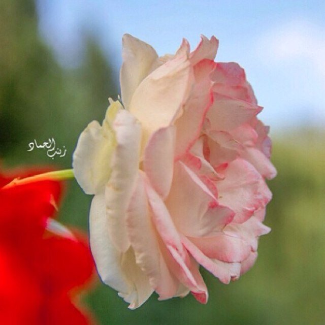 إلهــي .. أسألك حياء فاطمة الزهراء وصبر زينب الحوراء وعفّة مريم العذراء .. ع السلام ..يَادُنيا ُغري غَيري.. #49