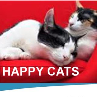 Happycatshols's profile picture. Director & Owner of HAPPY CATS HOLIDAY in Liverpool. I offer a cat home visiting service whilst you are away on holiday & don't charge cattery high fees.