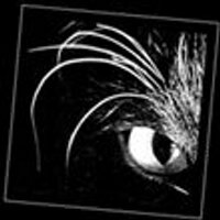 David Bachmann (@davidewebb70) 's Twitter Profile