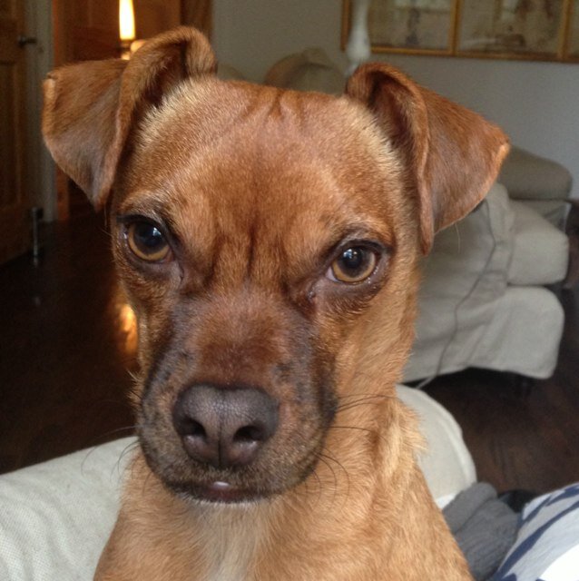 I started my life on the streets of AZ. Then i moved to NYC. My humans are pretty awesome. I am one #LuckyPup
