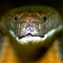 Your Reptilian Overlord.

Parody account. Not to be confused with the real reptilian overlord.