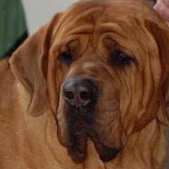わんだふる！ なことをツイートします。                現在覚醒中