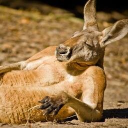 urboijam's profile picture. a pair of marmilades https://t.co/t0xlljV7mg